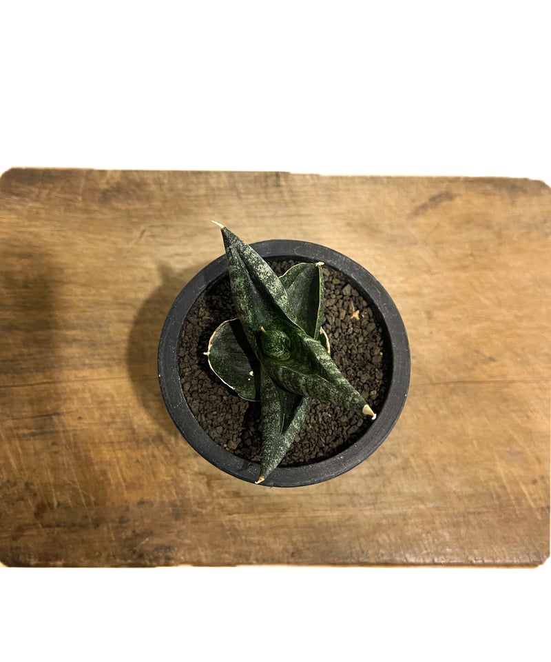 サンセベリア ブラック ライノ「Sansevieria Black Rhino」48G-1 |