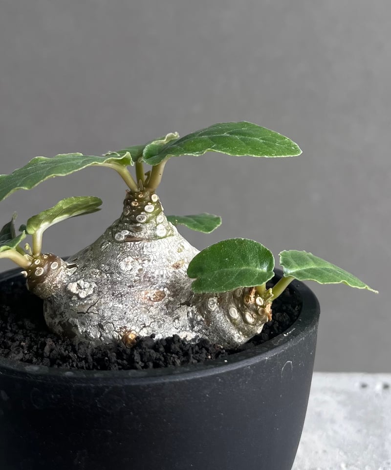 ドルステニア フォエチダ “多頭タイプ” 「Dorstenia foetida
