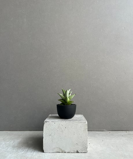 P.Andinum x P.Banna #A 現品 SHOUCHIKUEN