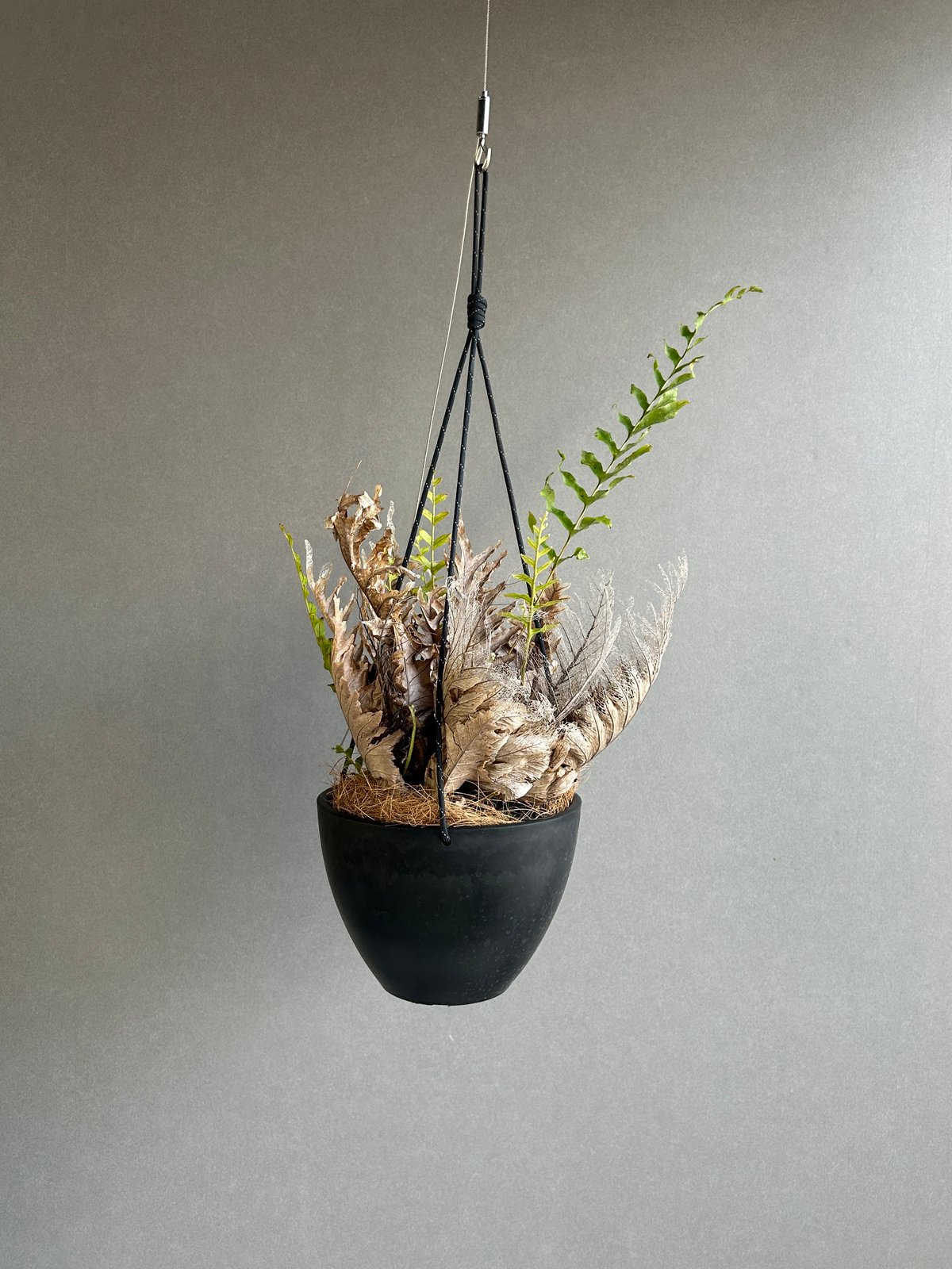 ドリナリア クエルシフォリア 5号吊り鉢 ドリナリア クエルシフォリア