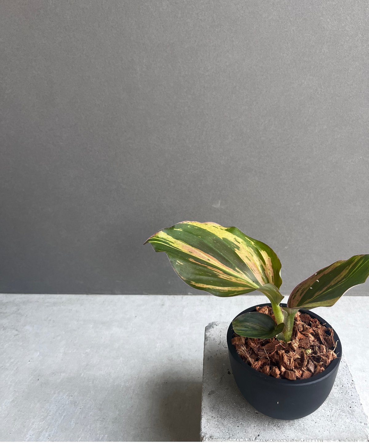 メルカリ便【ケンフェリアsp. pink galaxy var.】 メルカリ便【ケン