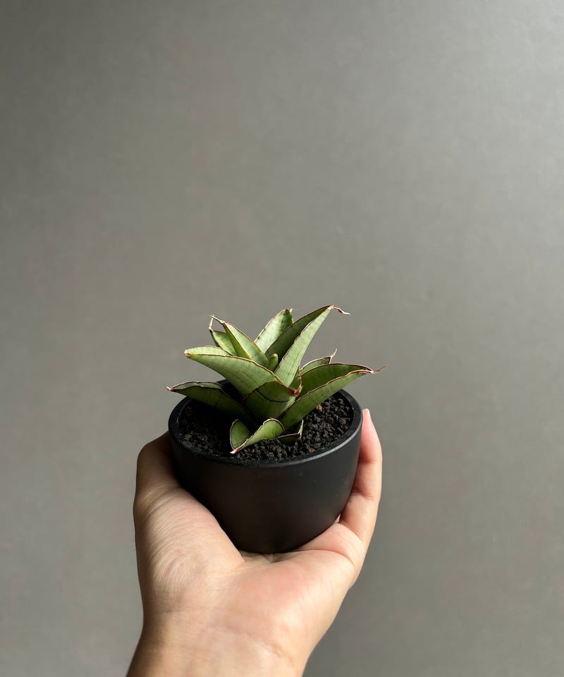 サンスベリア ユキオンナ ② サンセベリア sansevieria サンセベリア 雪女(ユキオンナ) 「Sansevieria Yuki Onna」24F | S