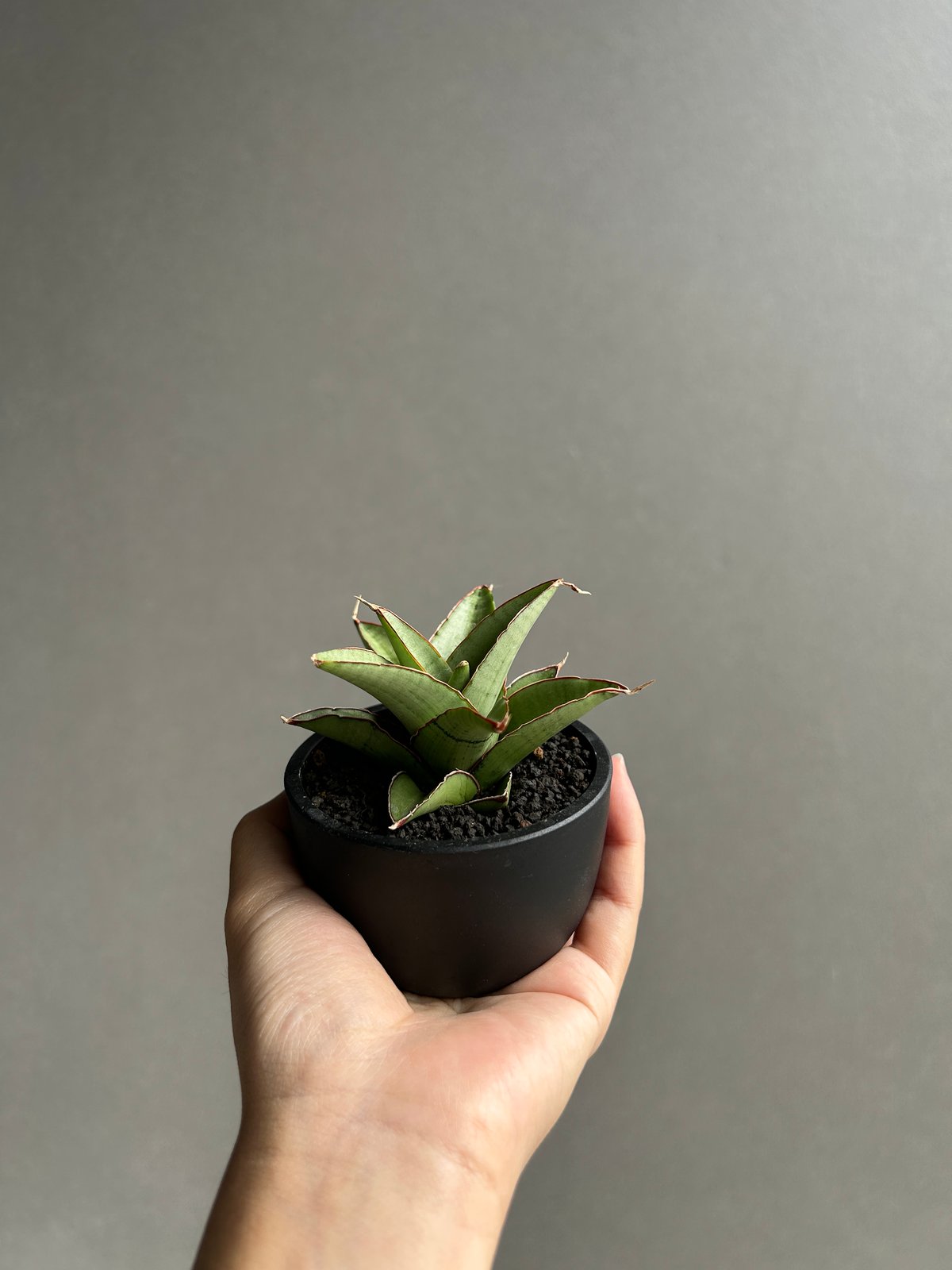 サンセベリア ノック ユン「Sansevieria Nok Yung」60I | SHOUCH