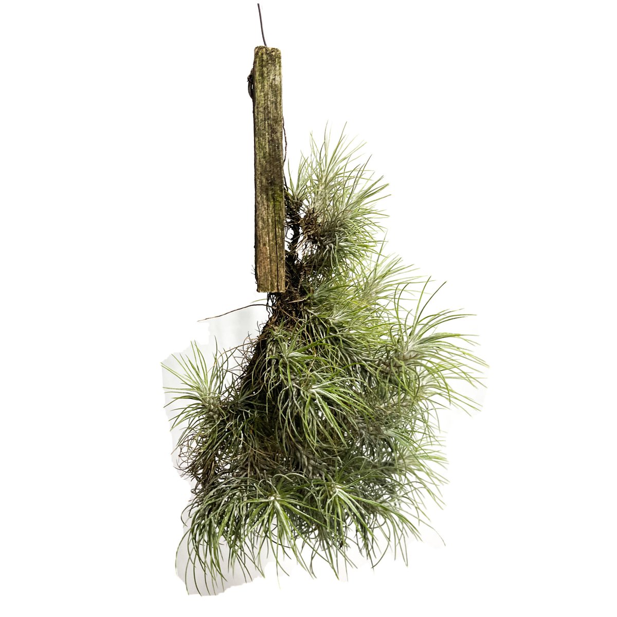 ティランジア フンキアナ レクルビフォリア「Tillandsia funckiana var