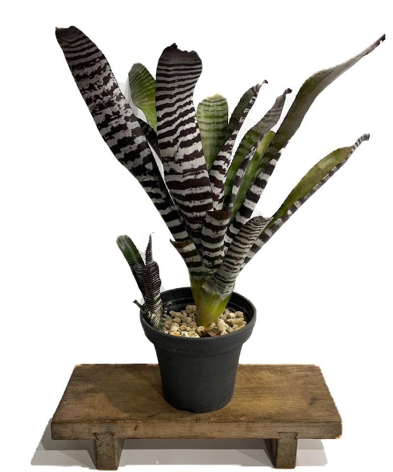 エクメア チャンティニー ブラック セレクト「 Aechmea chantinii Black