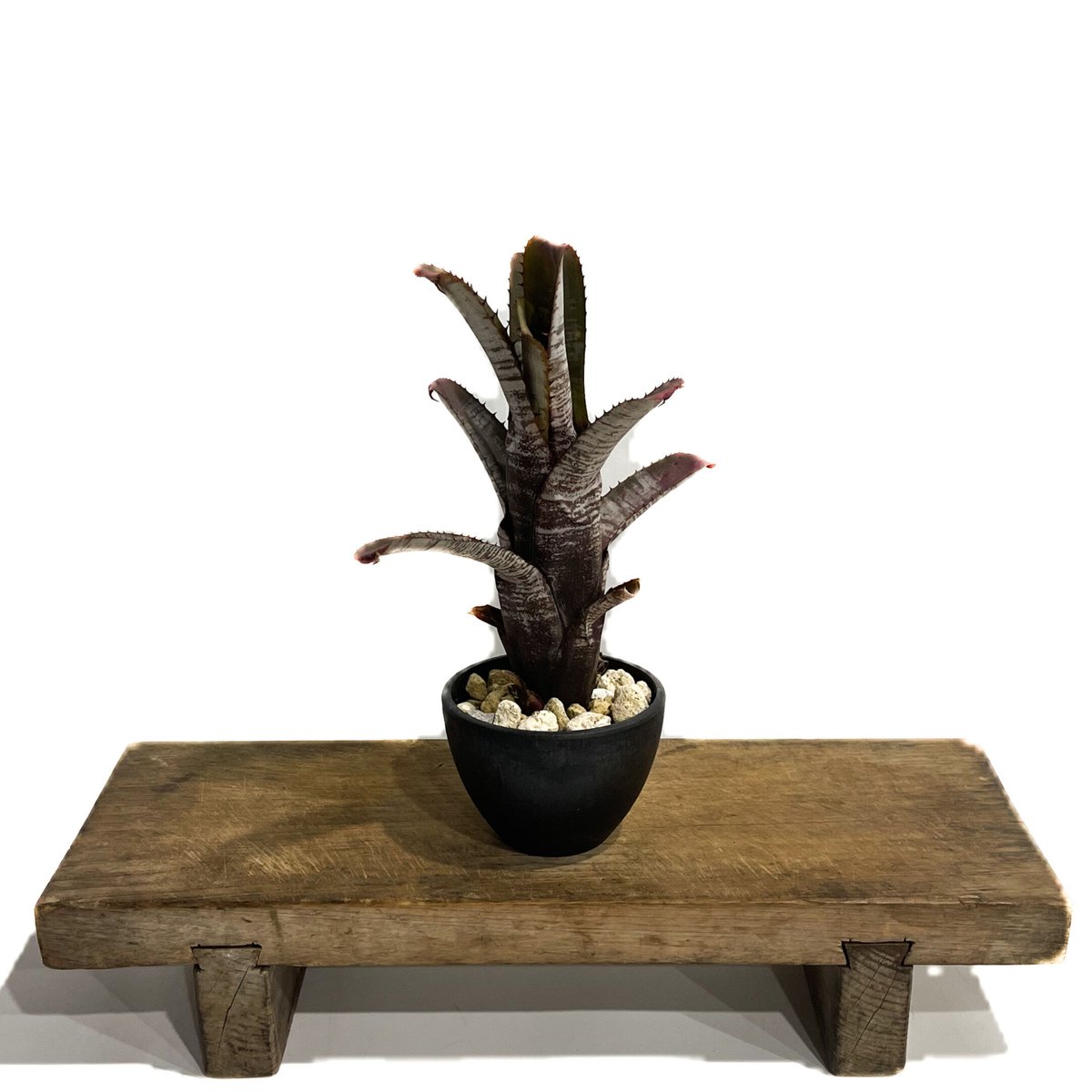 Aechmea 'Silver Streak Nudicaulis' A0162