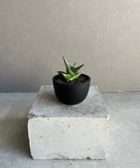 ホヤ Lyi ノイド 「Hoya Lyi noid」88G | SHOUCHIKUEN