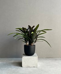 ビカクシダ リドレイ×ビカクシダ コロナリウム）× ビカクシダ リドレイ