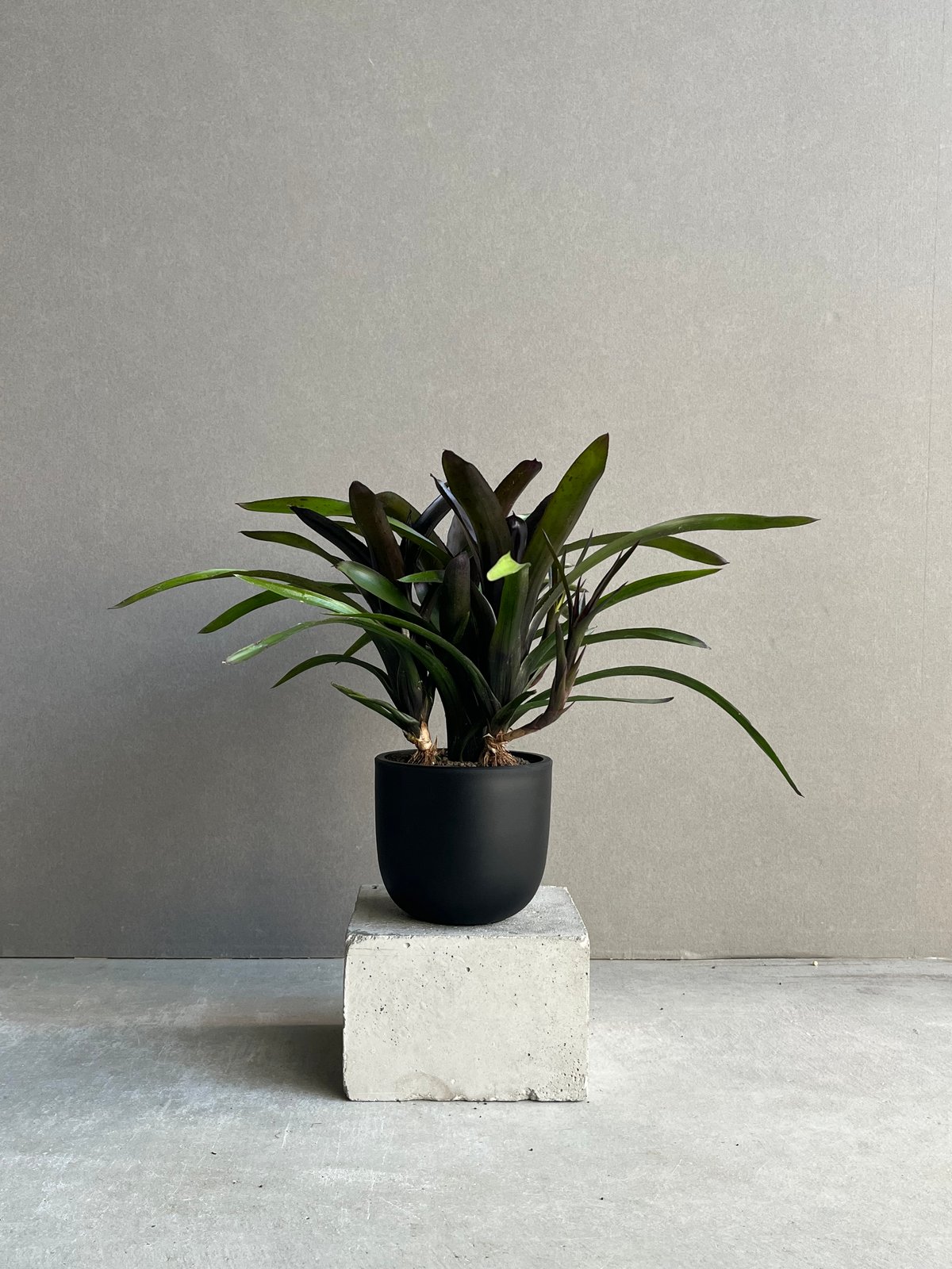 ネオレゲリア ディアブロ ネグロ 「Neoregelia Diablo Negro」74N |