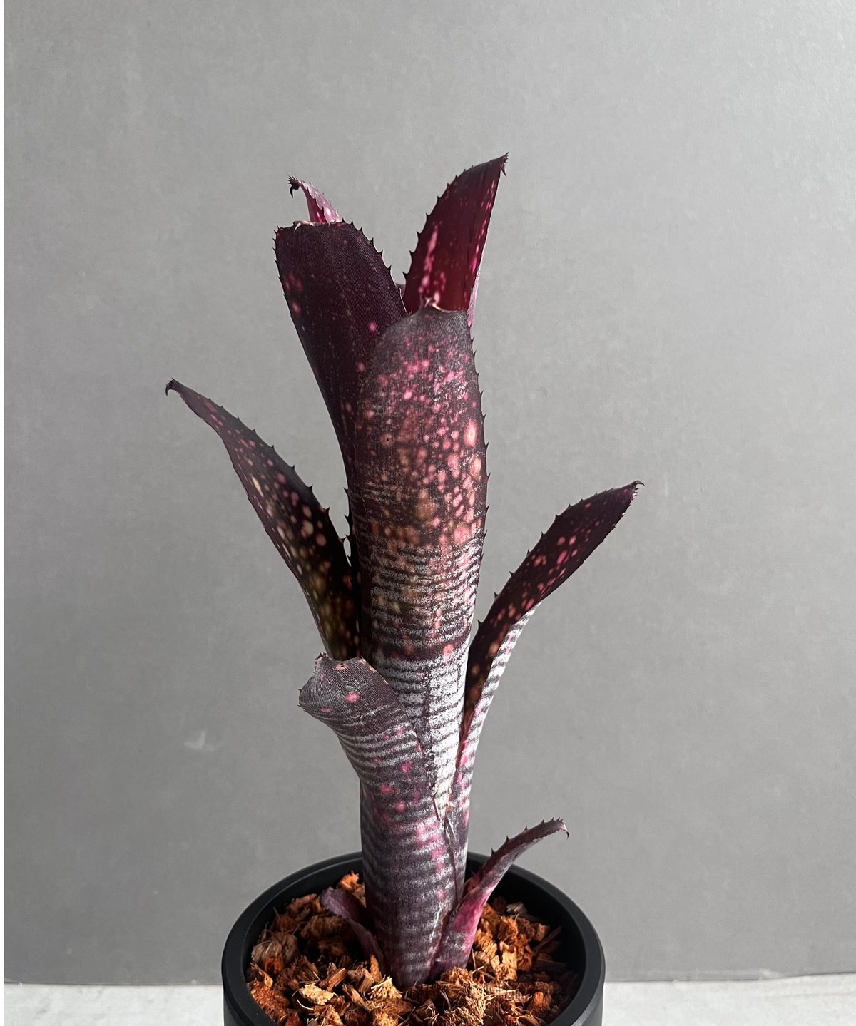 ビルベルギア オビ-ワン 「Billbergia Obi - Wan」97C | SHOUCH