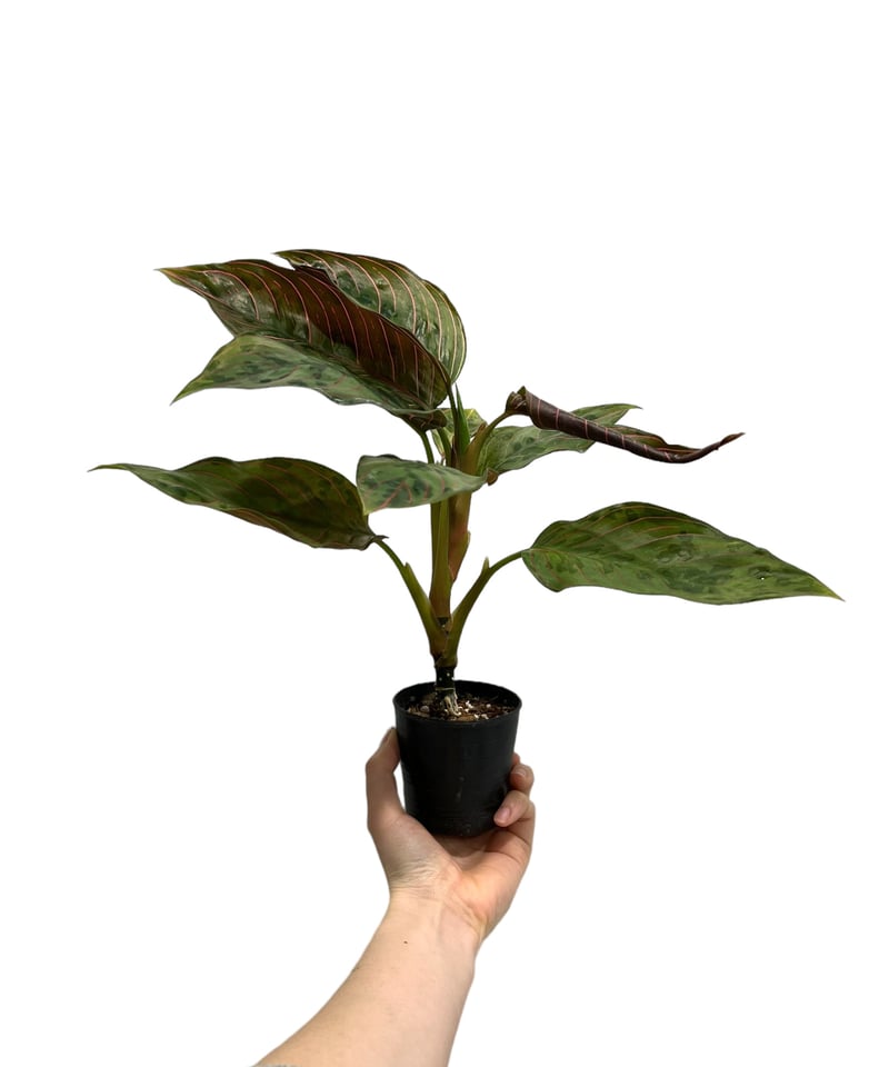 アグラオネマ レッド アーミー 「Aglaonema Red Army 」100H | SHO