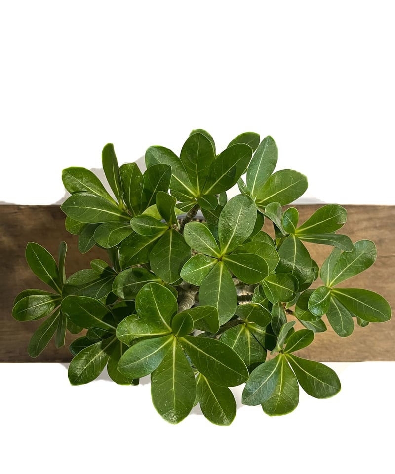 アデニウム アラビカム ドワーフ タイプ「Adenium arabicum dwarf ty