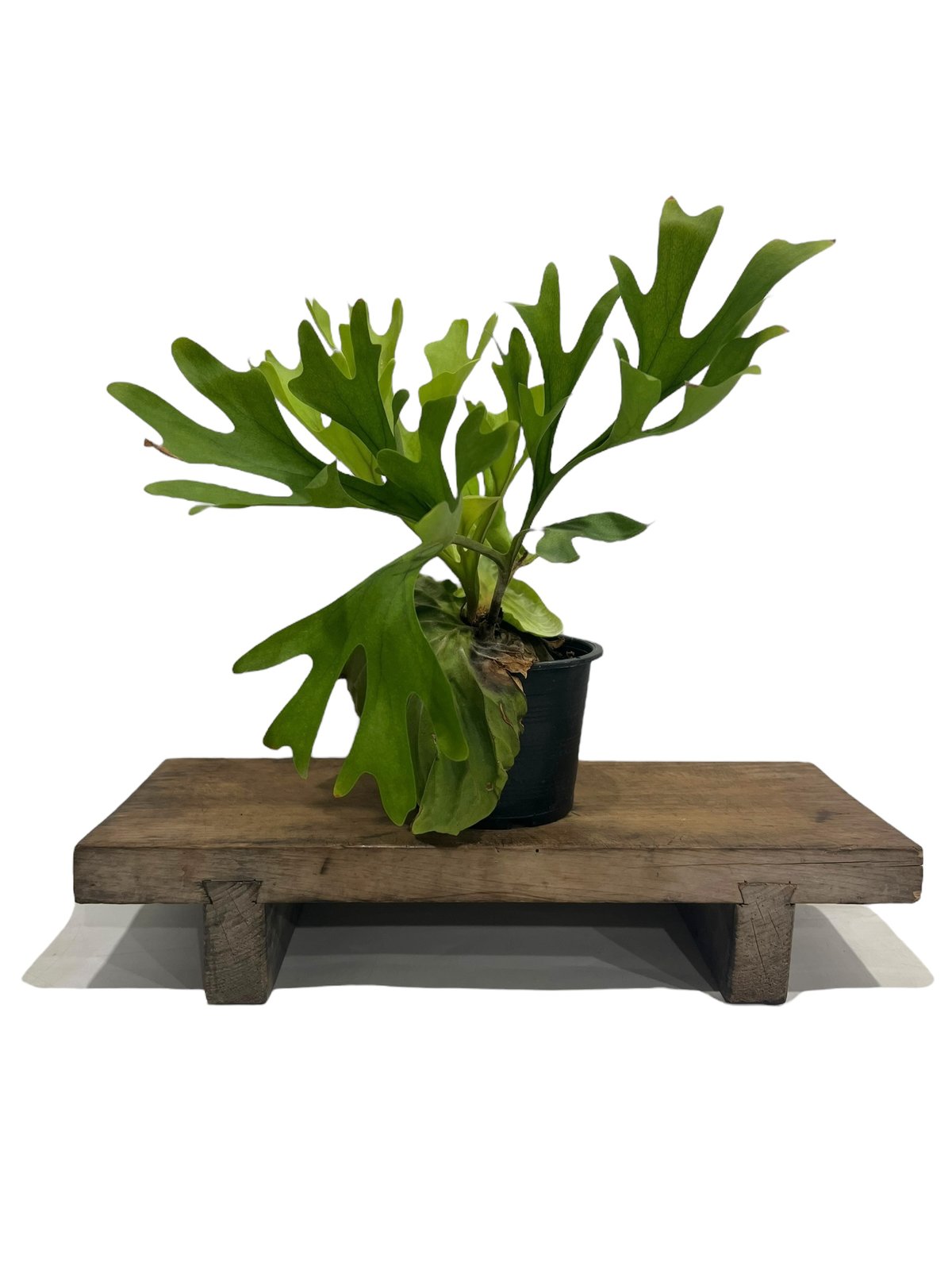 ビカクシダ リドレイ(by ヌクル) 「Platycerium ridleyi (by Nuk