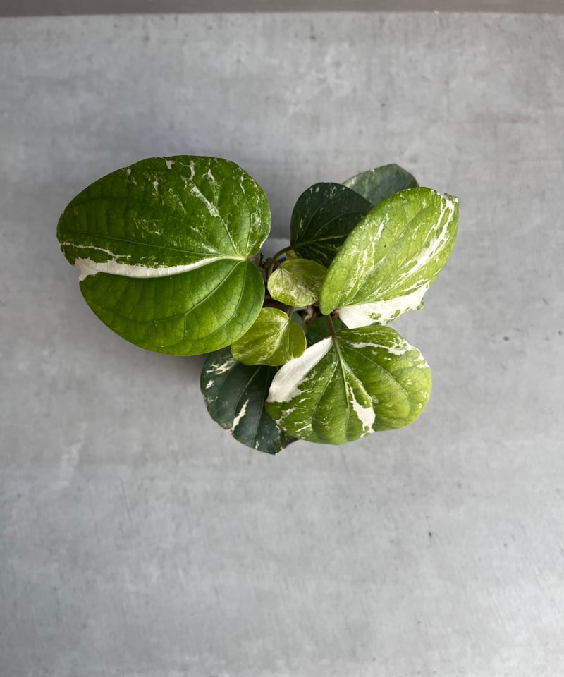 パイパー ニグラム 斑入 「Piper nigrum variegated」82X | SHO