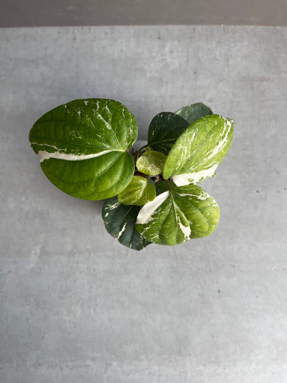 パイパー・ニグラム（斑入り） パイパー・ニグラム（斑入り）