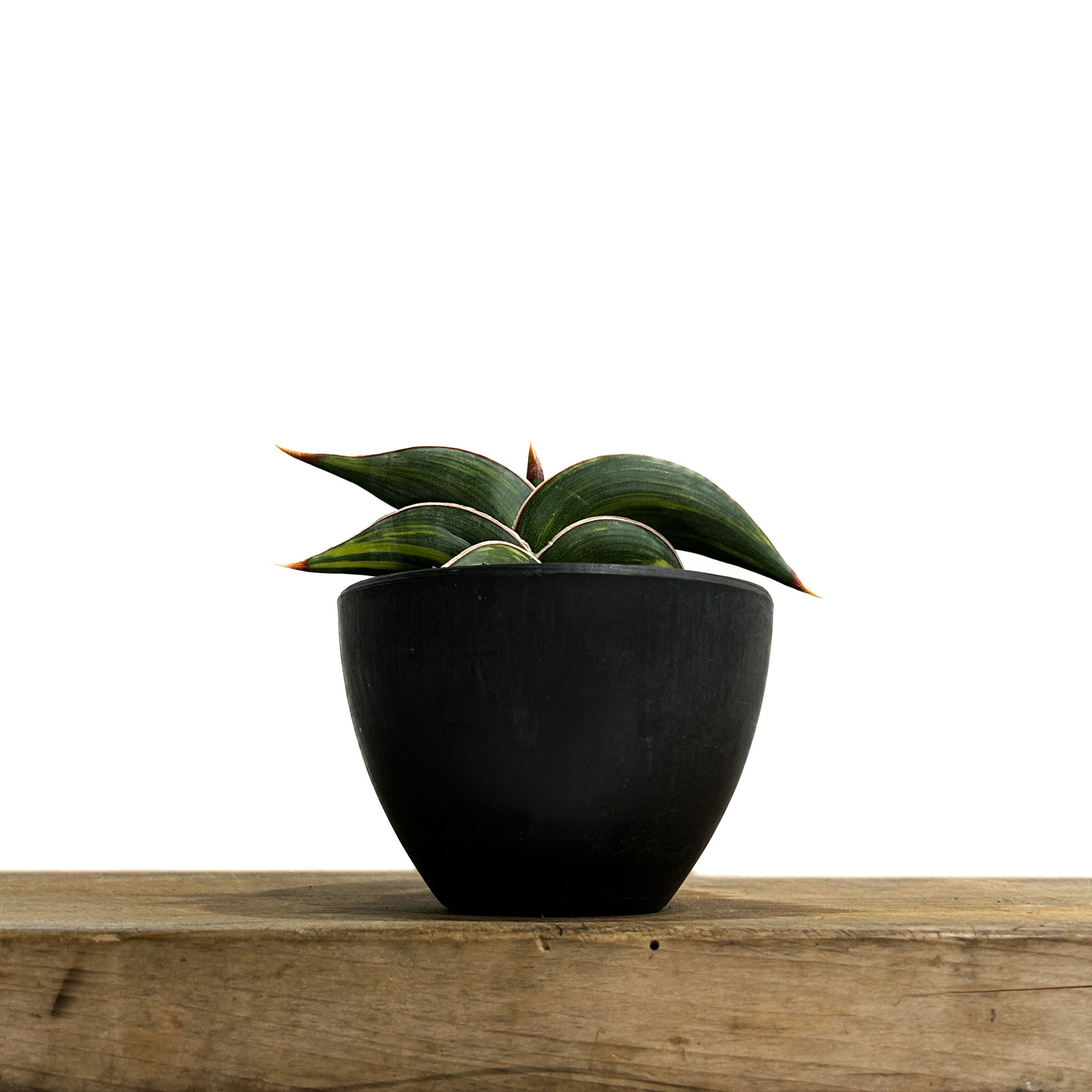 サンセベリア ロリダ 斑入り「Sansevieria rorida Var.」6/14-771