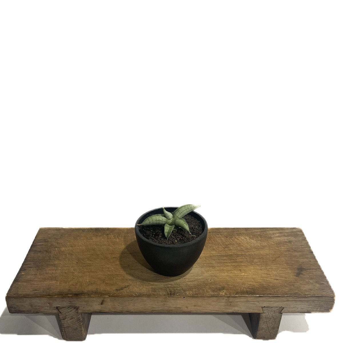 EMP サンセベリア サンディー San Dee / ※2枚目以降SA320 EMP サンセベリア San Dee サンディー / 最新 SA320