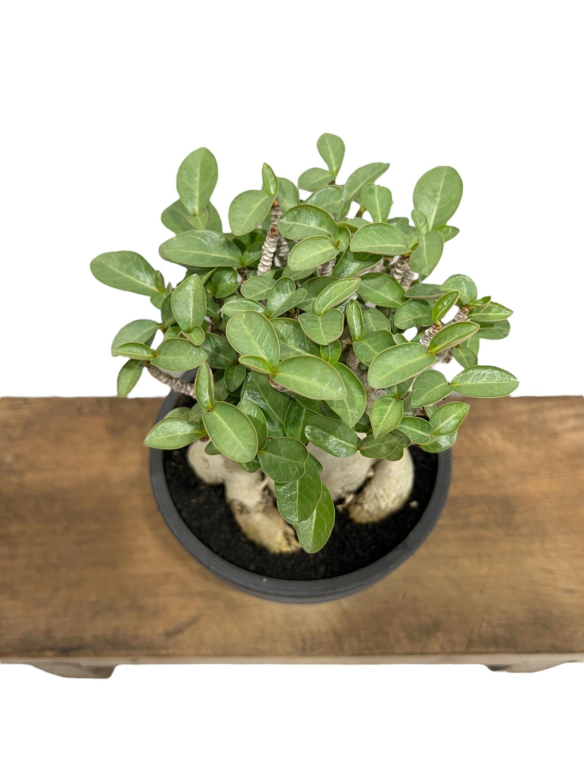 アデニウム アラビカム スーパー ドワーフ タイプ 「Adenium arabicum