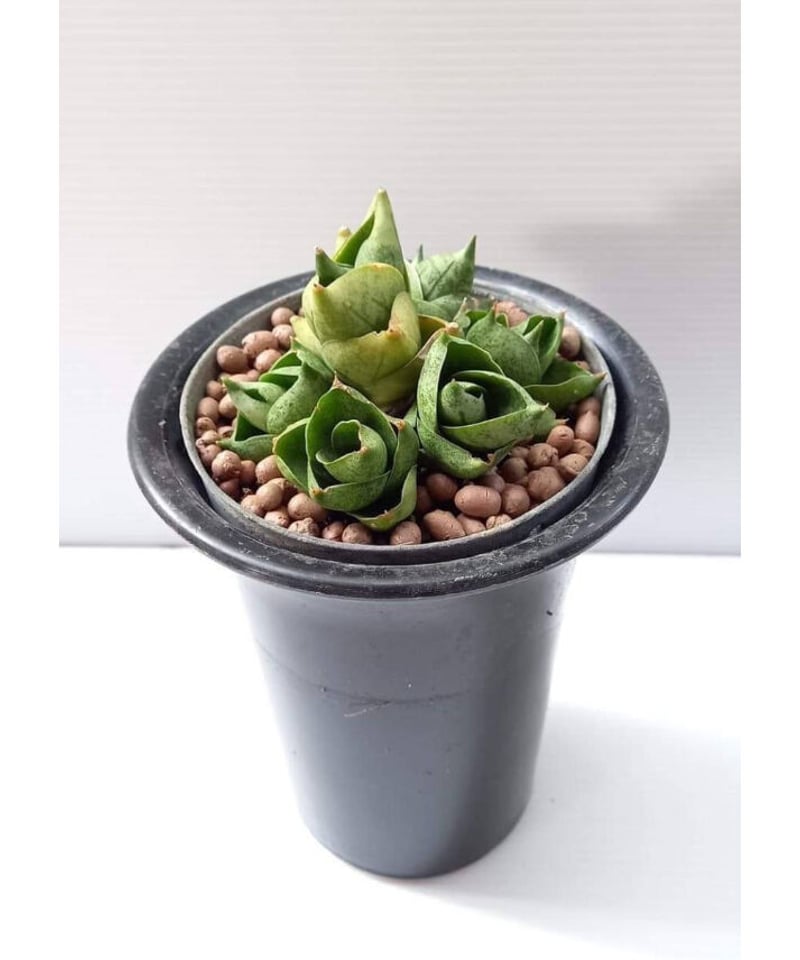 EMP サンスベリア カミナリ / 最後はイメージ SA393 EMP サンスベリア