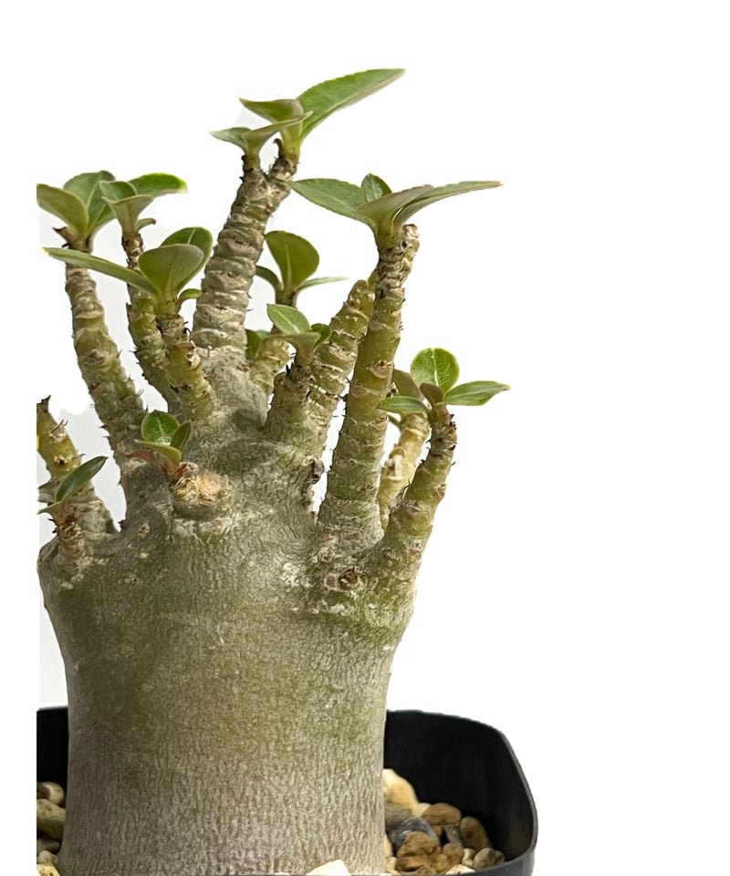 アデニウム アラビカム「Adenium arabicum」4/19-340 | SHOUCHI