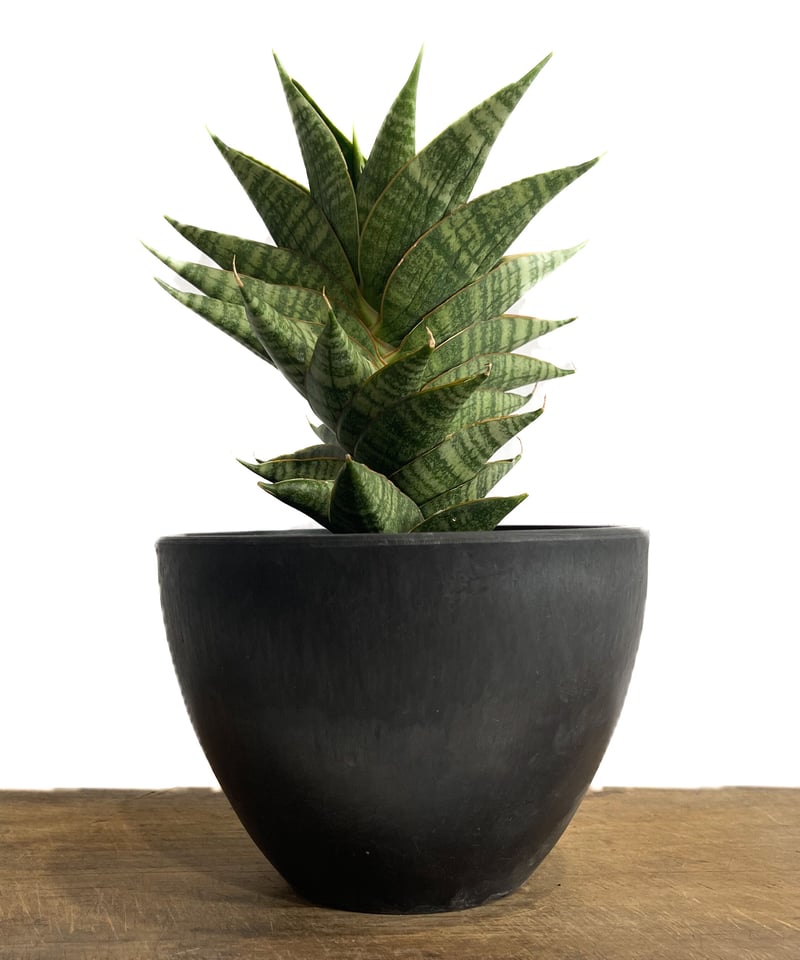 ト*1様 【コレクション株】【6株】(発根済)サンスベリア プフィステリー コレクション株】【6株】(発根済)サンスベリア プフィステリーA