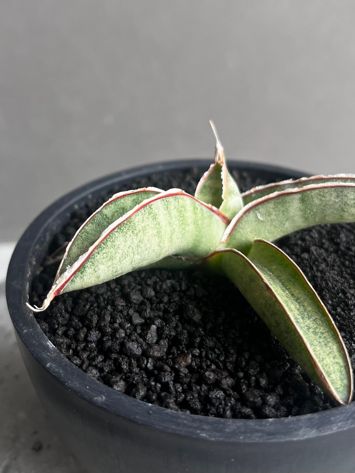 サンセベリア エイレンシス 「Sansevieria eilensis Lav.10178」3