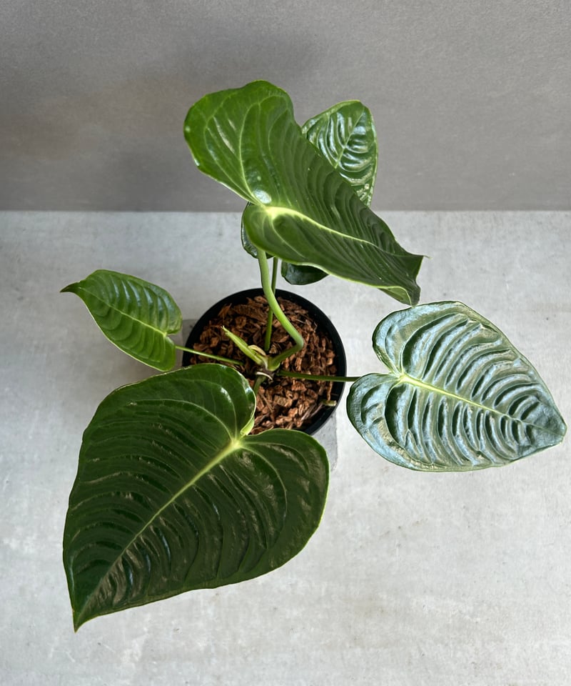 アンスリウム ベイチー 「Anthurium veitchii」52G | SHOUCHIKUEN