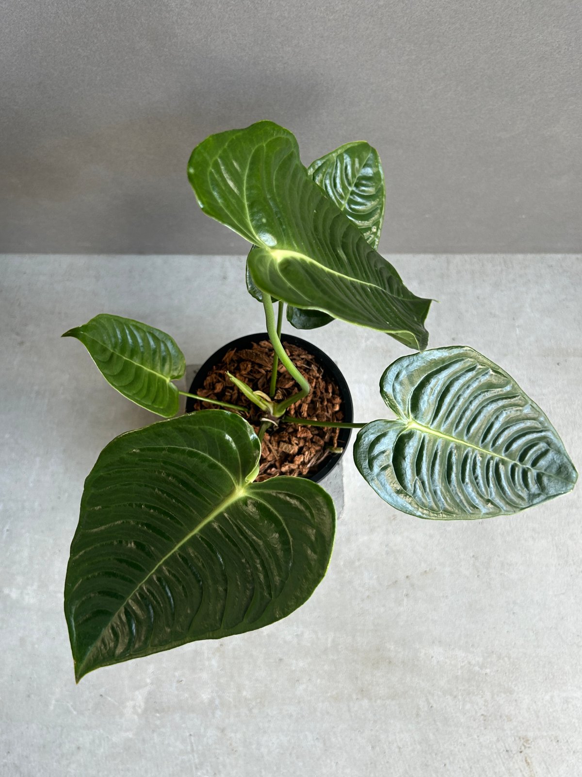 75 アンスリウム ベイチー Anthurium Veitchii 【公式通販】