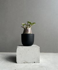 サンセベリア スリ パトゥム (by アンヤマニー ガーデン