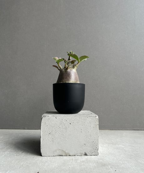 油彩画 アデニウム 179ce668f467f65b46db3226e8451d