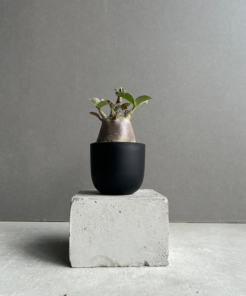 アデニウム アラビカム スーパー ドワーフ “ブラック” 「Adenium