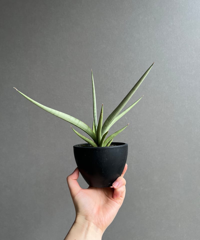 サンセベリア ダンシング ドラゴン 「Sansevieria Dancing Dragon