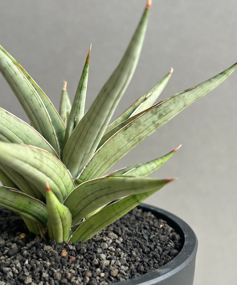 激レア サンスベリア Mecufi Mozambique サンセベリア 激レア サンスベリア Mecufi, Mozambique サンセベリア サンスベリア