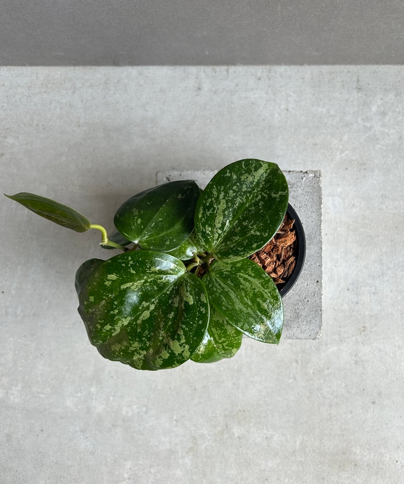 1124＊Hoya ＊ ホヤ＊latifolia＊silver ＊ラティフォリア ホヤ ラティフォリア シルバー : r/hoyas