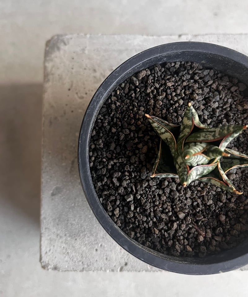 サンセベリア ニラパット(ドワーフ) 「Sansevieria Nilaphat (by