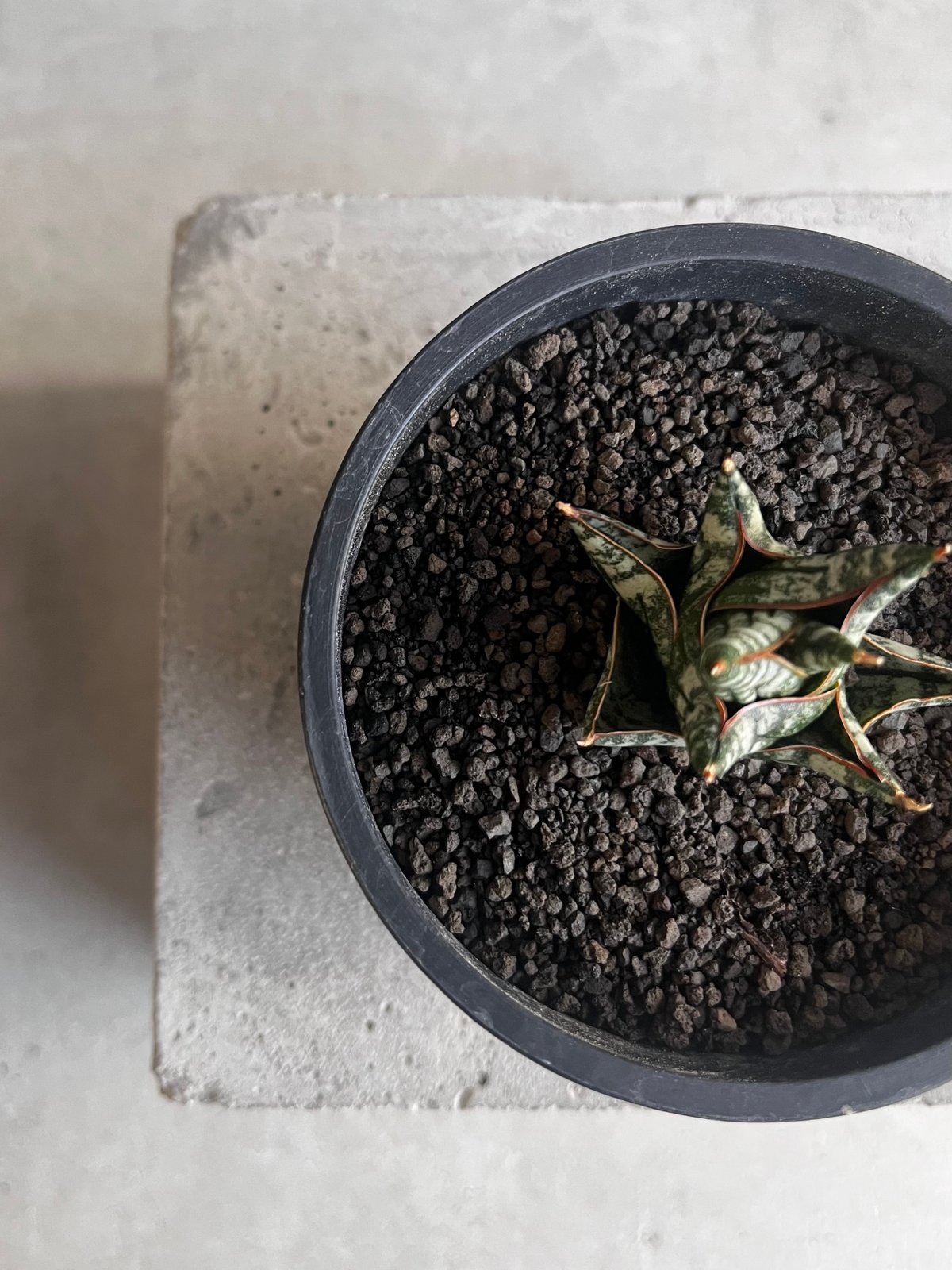 サンセベリア ニラパット(ドワーフ) 「Sansevieria Nilaphat (by Un