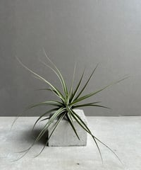 EMP サンセベリア スリ パトゥム Sri pathum / SA350 EMP サンセベリア スリ パトゥム Sri pathum / SA350 観葉植物