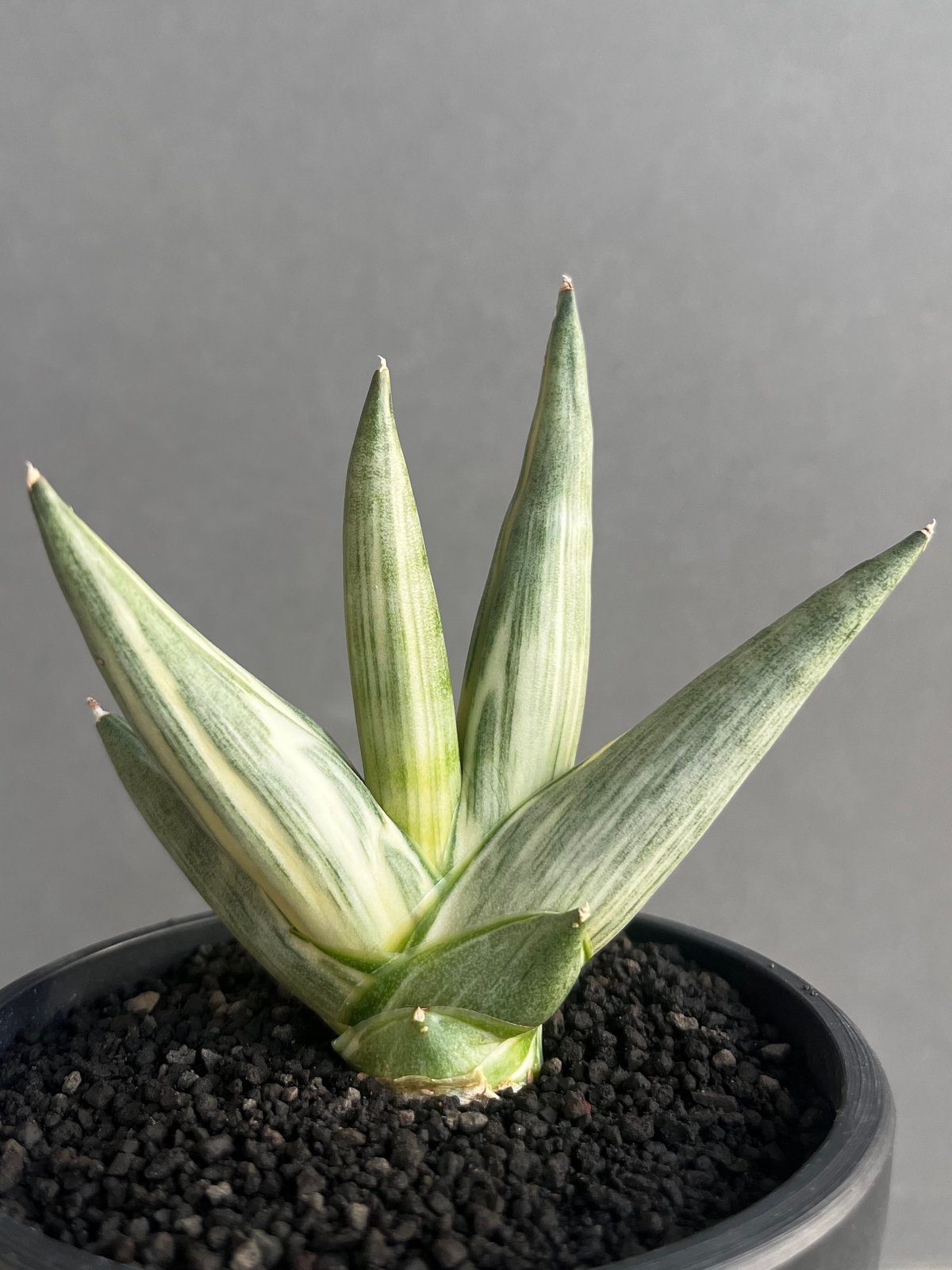 サンスベリア ユキオンナ ② サンセベリア sansevieria サンセベリア 雪女(ユキオンナ) 「Sansevieria Yuki Onna」24F | S