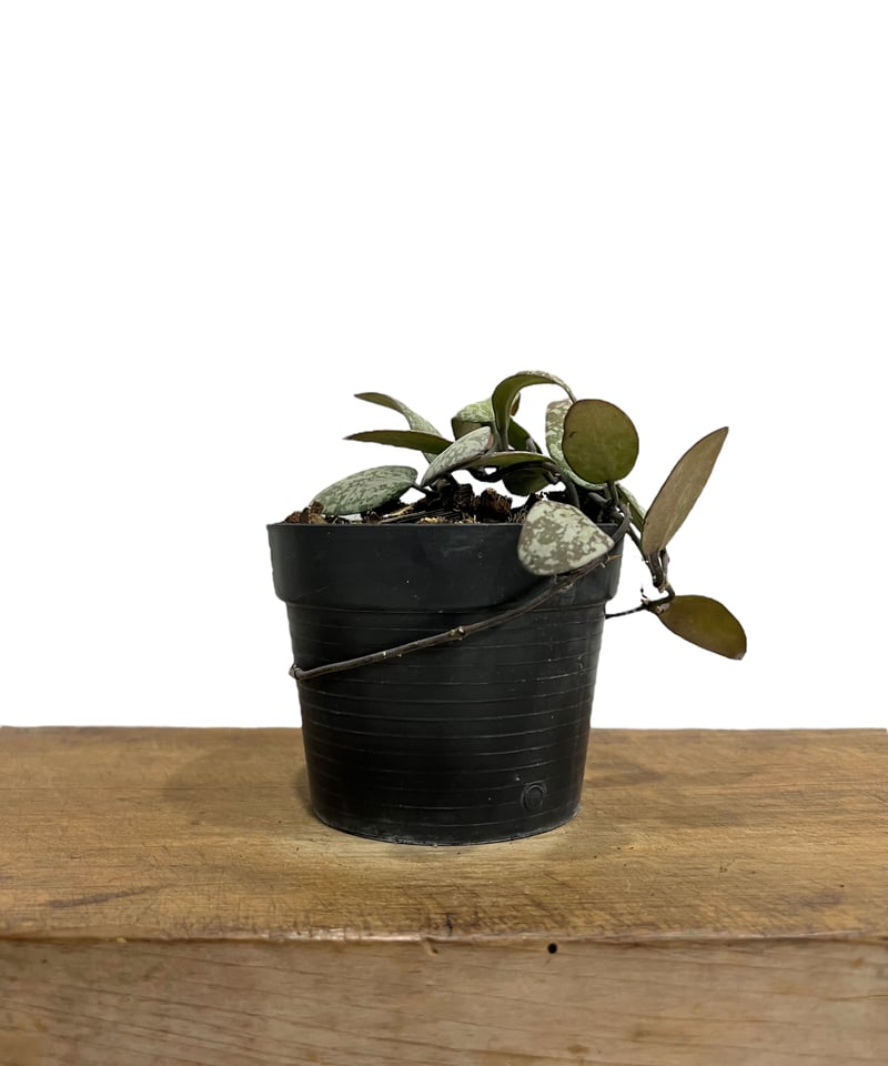 ホヤ シギラティス シルバー ボルネオ 「Hoya sigilatis Silver Bor
