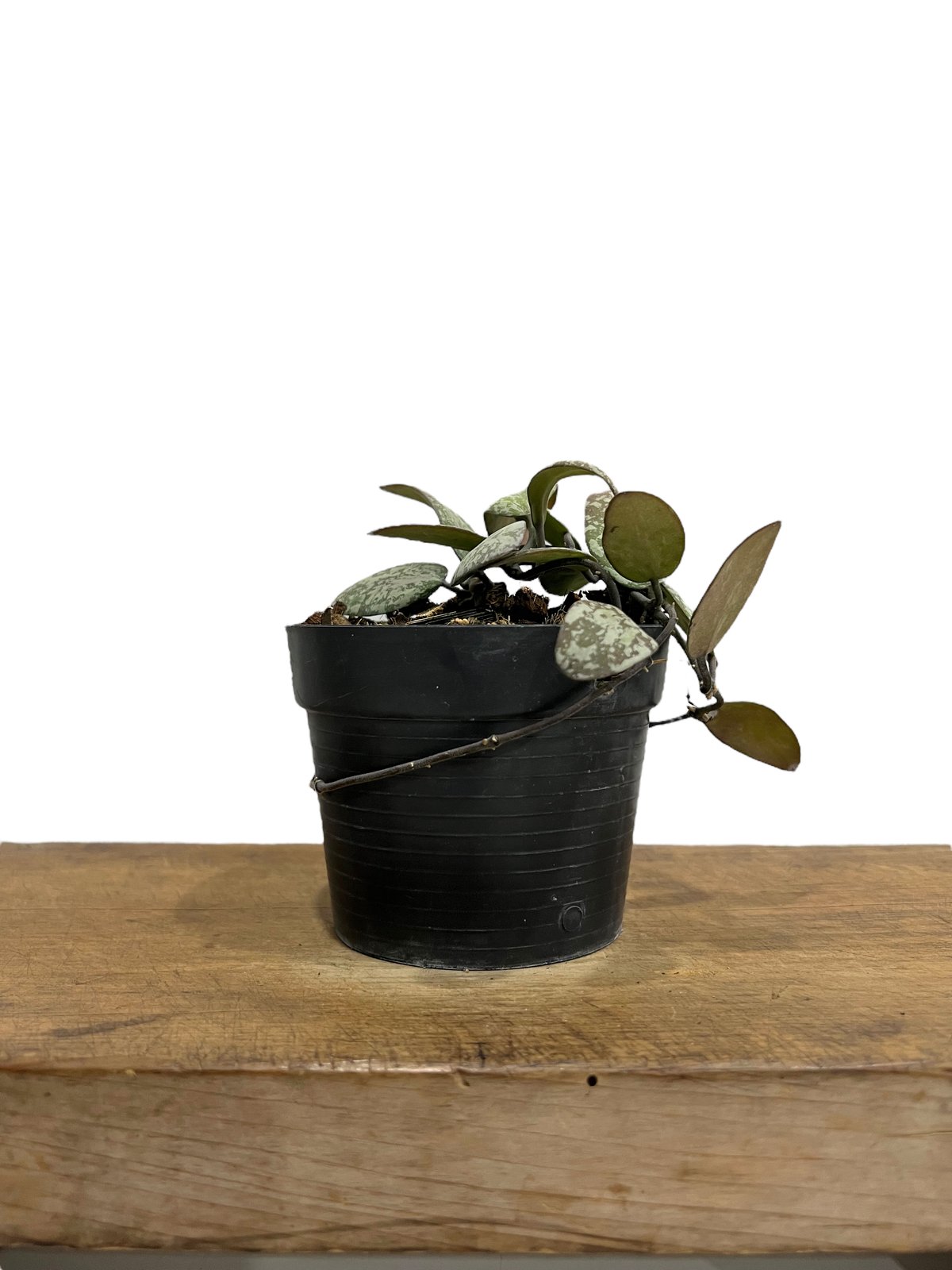 ホヤ シギラティス シルバー ボルネオ 「Hoya sigilatis Silver Bor