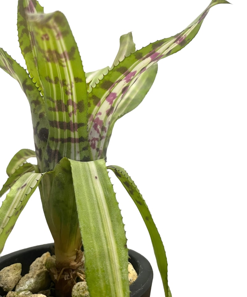 特大　Aechmea variegated sp 仔株　鉢のまま発送　ブロメリア 特大 Aechmea variegated sp 仔株 鉢のまま発送 ブロメリア