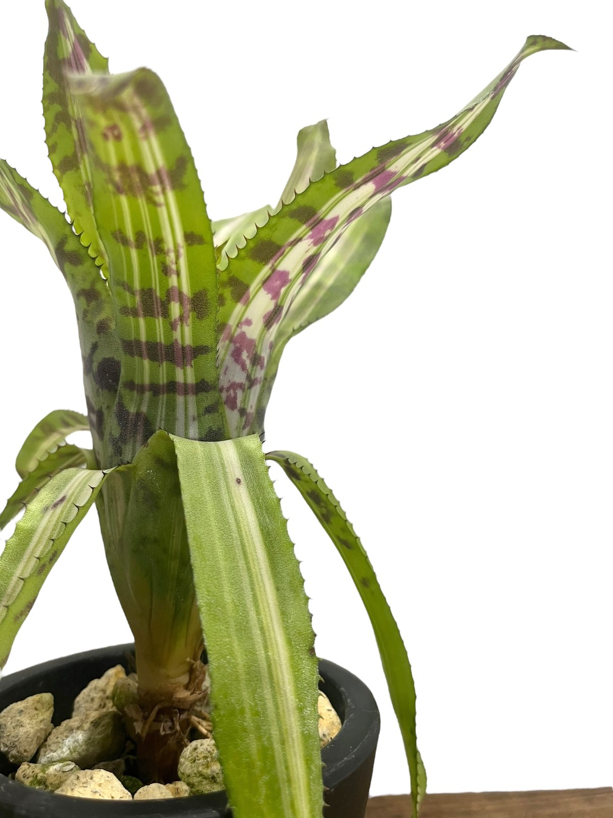 Aechmea aquilegia Variegated〔エクメア〕A0149 Aechmea aquilegia Variegated〔エクメア〕A0149