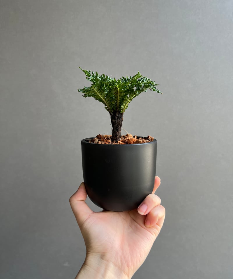 ブレクナム ギッバム ドワーフ 「Blechnum gibbum Dwarf 」76B | S