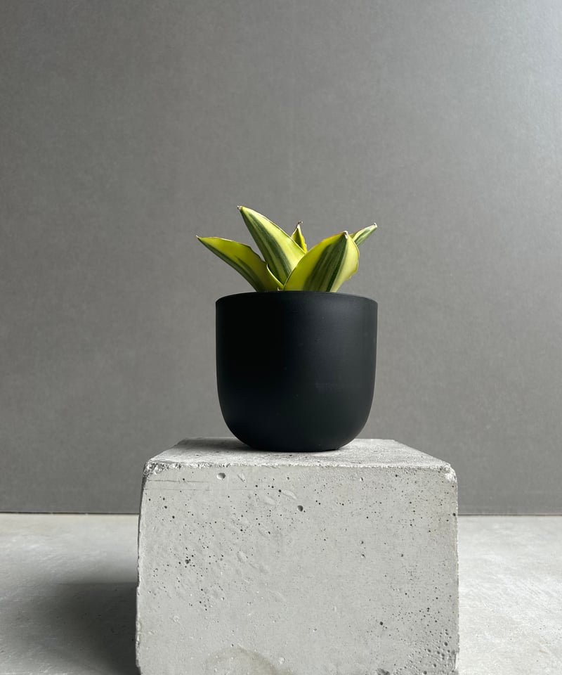サンセベリア アンダマン 斑入「Sansevieria Andaman Variegated