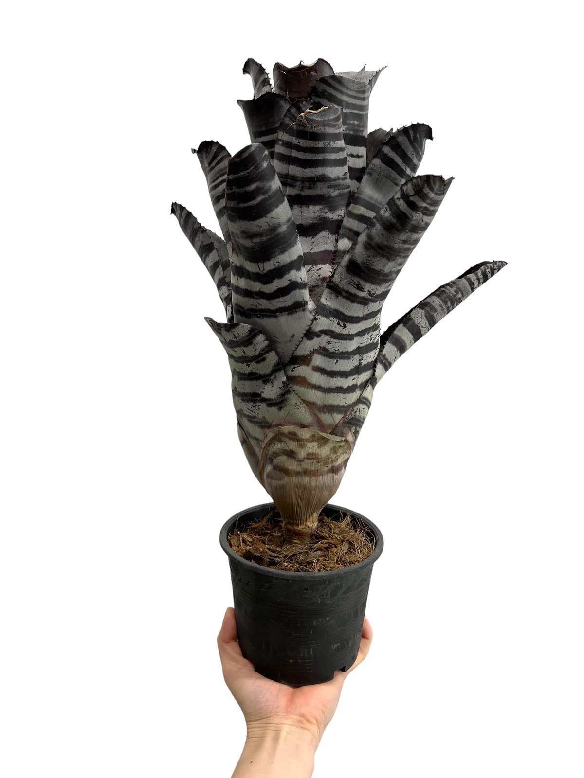 エクメア チャンティニー ブラック 「Aechmea chantinii Black エクメア チャンティニー ブラック 「Aechmea chantinii Black