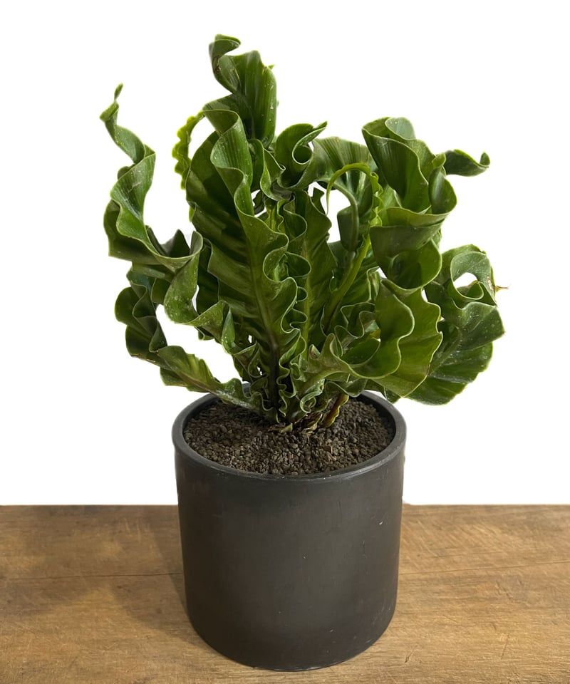 その他観葉植物 user_1242a77b Amazon | 人工観葉植物 ドラセナとアイビーの寄せ植え デザイン