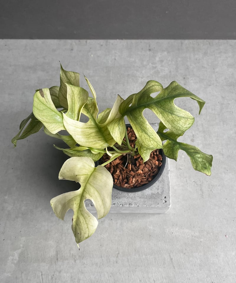 ラフィドフォラ ジニー ホワイト モンスター 「Rhaphidophora Ginny Whi