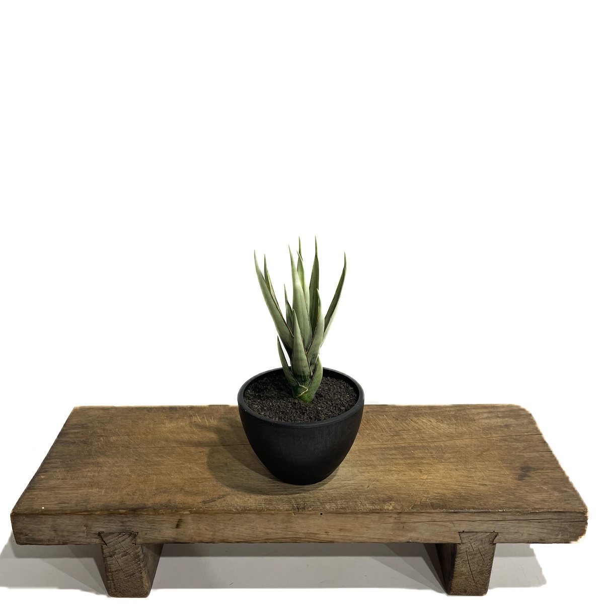 サンセベリア ヘルファイア「Sansevieria Hellfire」13F-1 | SHOU