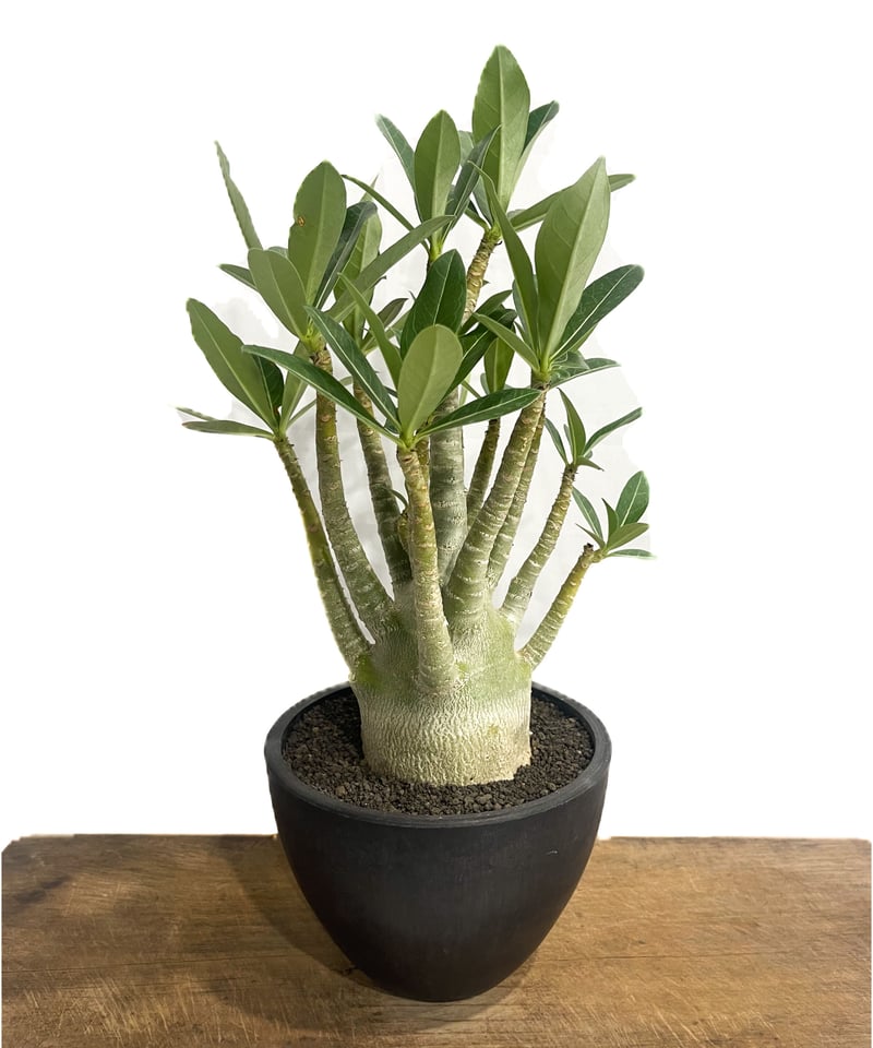 アデニウム アラビカム'選抜個体' 「Adenium arabicum “Select”」7/