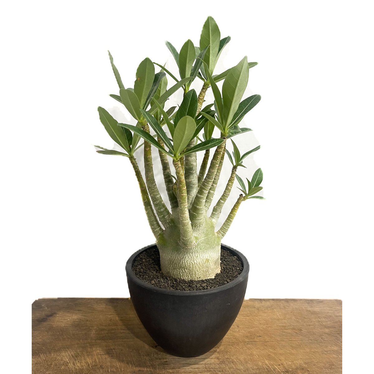 アデニウム アラビカム'選抜個体' 「Adenium arabicum “Select”」7/